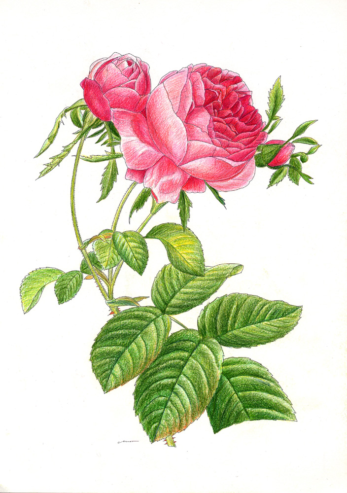 Hd限定水彩画 バラ の 花 描き 方 最高の花の画像